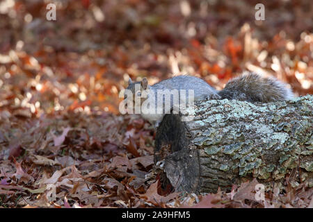 Eastern Gray Squirrel sitting on a log in Fall Stock Photo