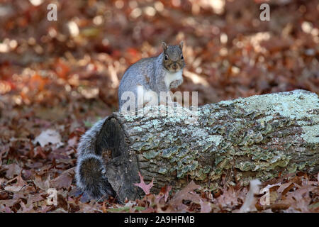Eastern Gray Squirrel sitting on a log in Fall Stock Photo