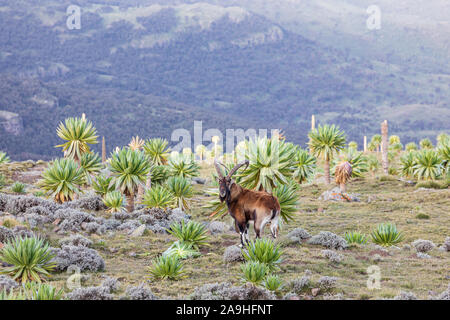 Ethiopia. Amhara. North Gondar. Walia Ibex among giant lobelia in the Ethiopian highlands. Stock Photo