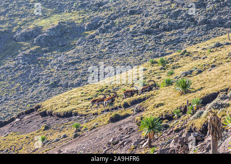 Ethiopia. Amhara. North Gondar. Group of Walia Ibex in the Ethiopian highlands. Stock Photo