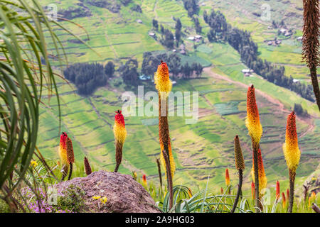 Ethiopia. Amhara. North Gondar. Red hot poker flowers in the Ethiopian highlands. Stock Photo