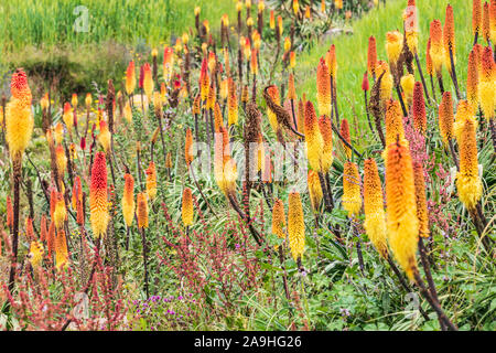 Ethiopia. Amhara. North Gondar. Red hot poker flowers and a stream in the Ethiopian highlands. Stock Photo