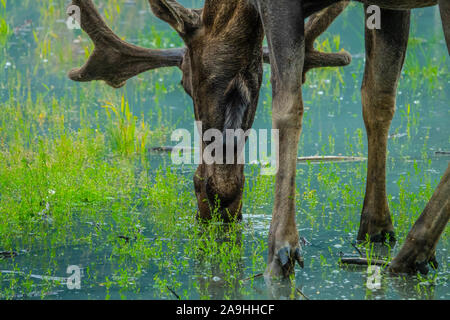 Alaskan moose grazing in the forest, Alaska Stock Photo