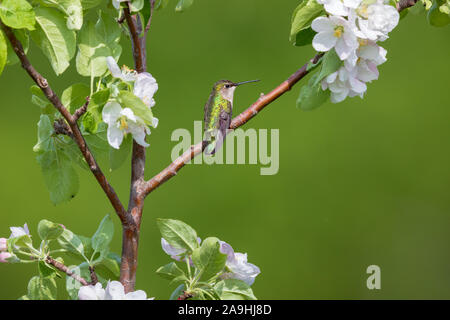 Female ruby-throated hummingbird perched in a flowering apple tree in northern Wisconsin. Stock Photo