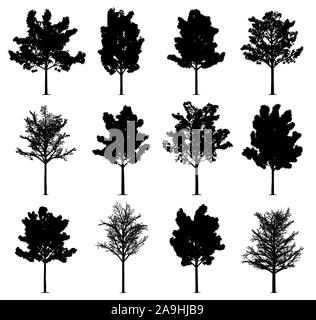 Maple tree silhouettes isolated on white background. Collection of 12 maple trees. Stock Photo