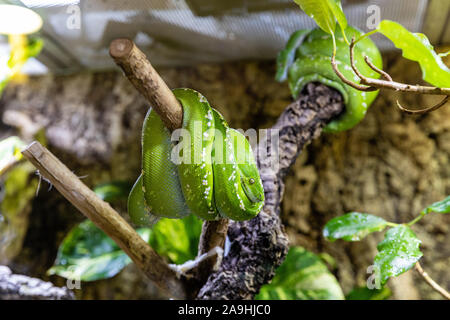 Green tree pythons looped on branches Stock Photo