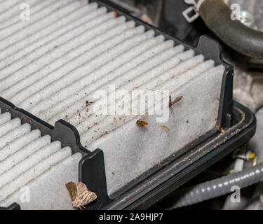 Dirty air filter for car engine filled with dirt, debris, and bugs. Concept of automobile maintenance and service Stock Photo