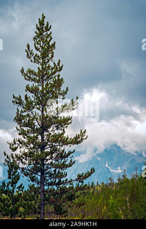 Tall pine tree against a cloudy sky. Stock Photo