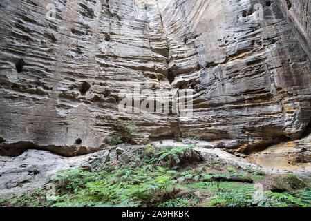 Ampitheatre Gorge, Carnarvon National Park Queensland Australia Stock Photo