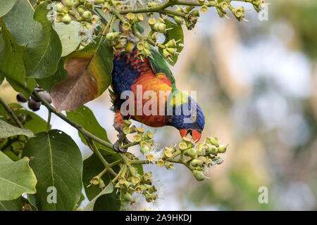 Rainbow Lorikeet feeding on nectar Stock Photo