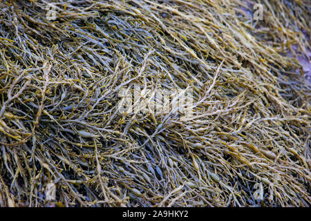 a pile of seaweed on the ocean floor in atlantic canada Stock Photo