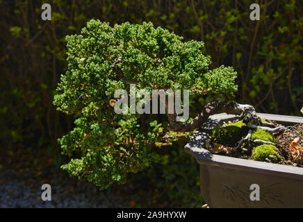 Bonsai tree in the Quito Botanical Gardens, Quito, Ecuador Stock Photo