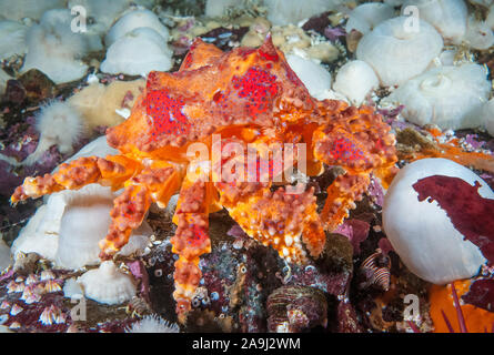 Puget Sound king crab Lopholithodes mandtii, juvenile, walking over plumose anemone, Metridium senile, Browning Pass, British Columbia, Canada, Pacifi Stock Photo