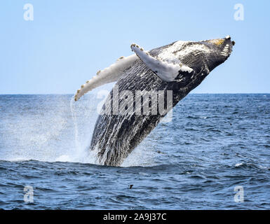 A humpback whale breaches with a twist as he begins his fall back to the ocean. (Megaptera novaeangliae)