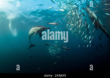 Long-beaked Common Dolphins, Delphinus capensis, feeding on school of Southern African Pilchards, Sardinops sagax, Port St. Johns, Wild Coast, Eastern Stock Photo