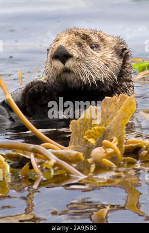southern sea otter, Enhydra lutris nereis, wraps itself in giant kelp, Macrocystis pyrifera, to prevent the current from moving it while it rests, Mon Stock Photo
