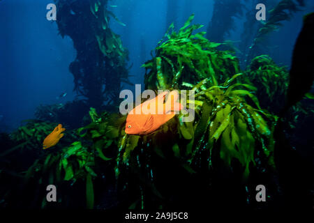Garibaldi, Hypsypops rubicundus, in giant kelp forest, Macrocystis pyrifera, California, USA, Pacific Ocean Stock Photo