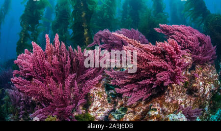 Callithamnion pikeanum, red marine algae, growing on underwater rocky reef below kelp forest at San Clemente Island. Stock Photo