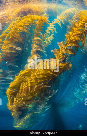giant kelp, Macrocystis pyrifera, La Jolla, San Diego, California, USA, Pacific Ocean Stock Photo