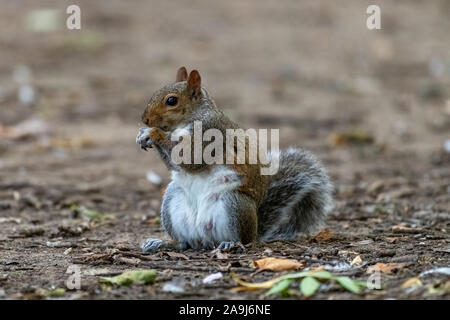 Eastern gray squirrel (Sciurus carolinensis) Stock Photo