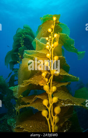 giant kelp, Macrocystis pyrifera, fronds, or leaf-like blades, and pneumatocysts, or gas-filled bladders, which float the kelp plant off the ocean bot Stock Photo