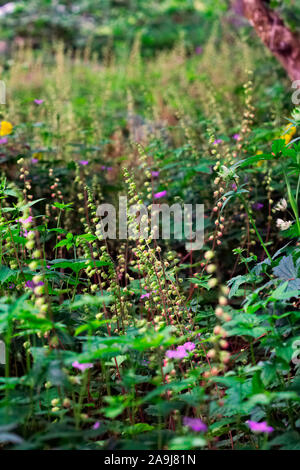Tellima grandiflora Rubra Group with Geranium nodosum 'Svelte Lilac' used in woodland planting Stock Photo