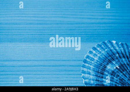 Seashell on a wooden background close up. Blue color toned Stock Photo