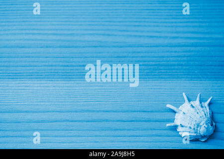 Seashell on a wooden background close up. Blue color toned Stock Photo