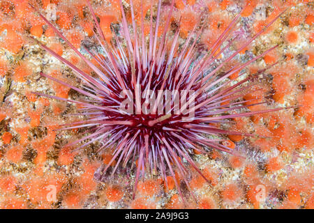 red sea urchin, Mesocentrotus franciscanus, strawberry anmone, Corynactis californica, Barkley Sound, Vancouver Island, British Columbia, Canada, Paci Stock Photo
