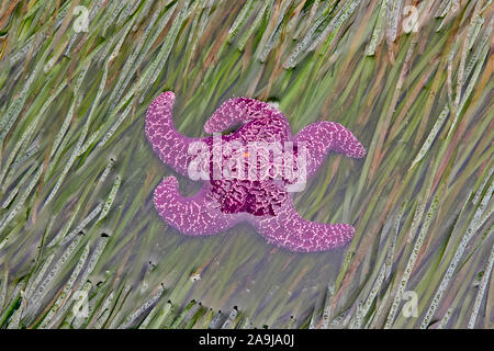 purple sea star, ochre sea star, or ochre starfish, Pisaster ochraceus, on Scouler’s surfgrass, Phyllospadix scouleri, Shi Shi Beach, Olympic Coast Na Stock Photo