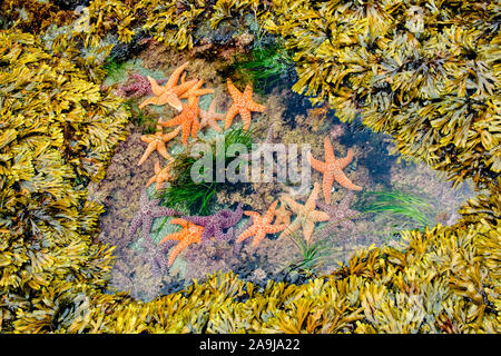 ochre sea star, Pisaster ochraceus, in tide pool wih coralline algae, Corallina species, bladder wrack, Fucus vesiculosus, and Scouler’s surfgrass, Ph Stock Photo