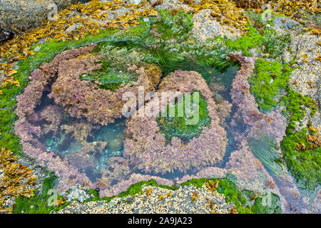 tide pool wih coralline algae, Corallina species, bladder wrack, Fucus vesiculosus, acorn barnacles, Balanus glandula, and Scouler’s surfgrass, Phyllo Stock Photo