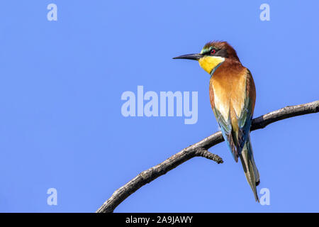 Bienenfresser (Merops apiaster) Stock Photo