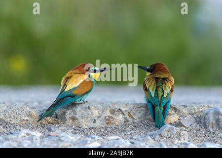 Bienenfresser (Merops apiaster) Stock Photo