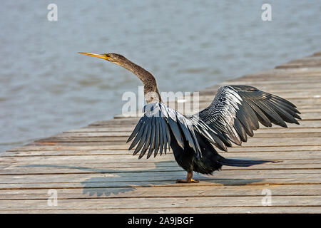 Amerikanischer Schlangenhalsvogel  (Anhinga anhinga) Stock Photo