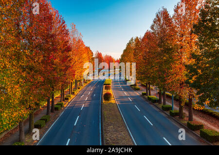 Landscape of autumn tress with a leading country road in Tsukuba, Japan Stock Photo