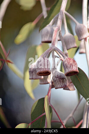 Large white and burgundy gumnuts and grey green leaves of the Australian native Silver Princess, Eucalyptus caesia, family Myrtaceae. Endemic to WA Stock Photo