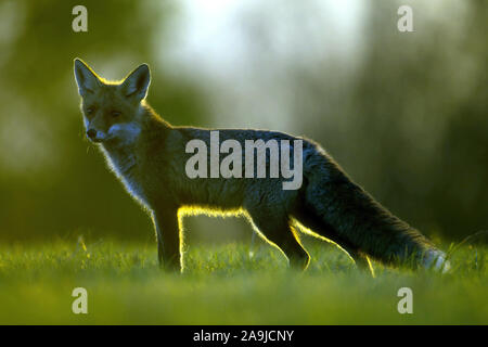 Rotfuchs auf Nahrungssuche,(Vulpes vulpes)