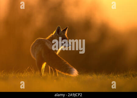 Rotfuchs auf Nahrungssuche,(Vulpes vulpes)