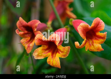 Bignonia capreolata Stock Photo