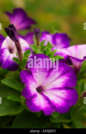 Petunia Sanguna Patio Radiant Dark Blue Stock Photo