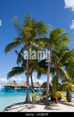 palm trees with a hammock in the foreground and authentic traditional Polynesian houses with thatched roof above the water of the blue tropical sea in Stock Photo