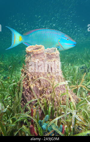 Caribbean sea underwater marine life, giant barrel sponge on the seabed with a colorful parrotfish
