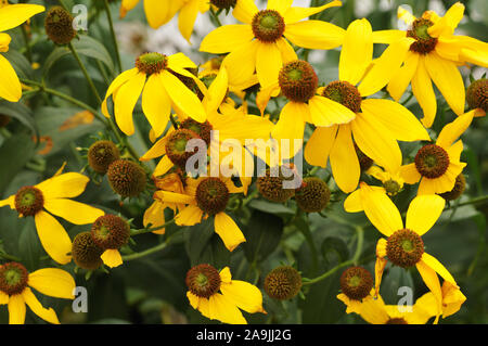 flower bed in autumnal garden with yellow flowering shiny coneflowers, rudbeckia nitida Stock Photo