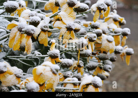 flowerbed with shiny coneflowers, rudbeckia nitida, with first snow on blossoms on cold morning in November Stock Photo