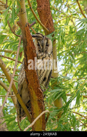 Waldohreule (Asio otus) Long-eared Owl