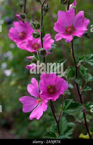 Lavatera x clementii 'Bredon Springs' AGM Stock Photo