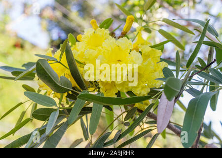 Yellow flowers of Handroanthus chrysotrichus or Golden Trumpet tree. Bali, Indonesia. Stock Photo