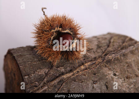 An Autumn spiky open chestnut shell, open showing European chestnut fruit (Castanea sativa) placed on a wooden log Stock Photo