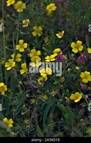 Potentilla erecta - Tormentil with Erica cinerea growing on moorland in Somerset, SW England Stock Photo